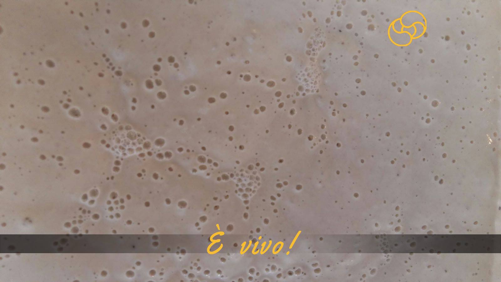 Lievito Madre Naturale sempre pronto all’uso